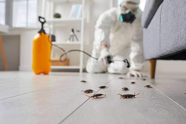 Post-Treatment Bed Bug Interceptor Monitoring in Decatur